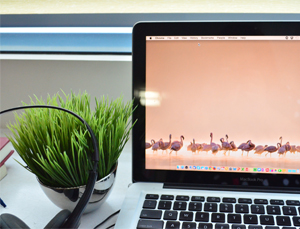 A MacBook beside a tiny plant